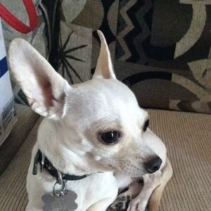 Meet your Posher, Peter